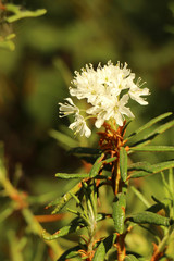 labrador tea