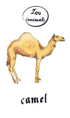 Arabian Dromedary Camel