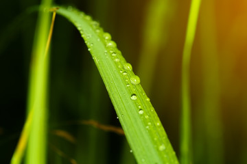 Close-up of small drop on young wheat