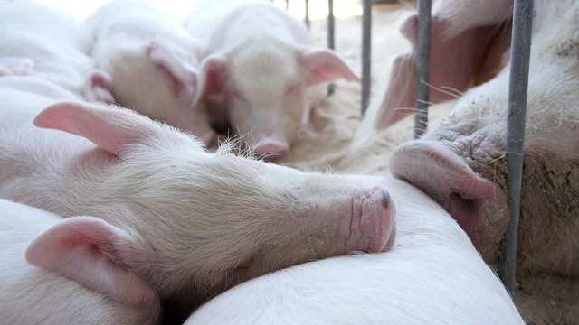  pigs sleeping in the barn