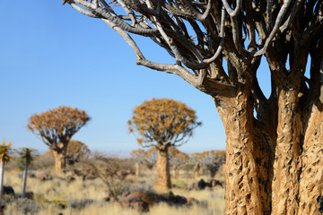 Quiver Trees, Keetmanshoop, Namibia