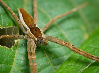 A hairy spider alone on a leaf