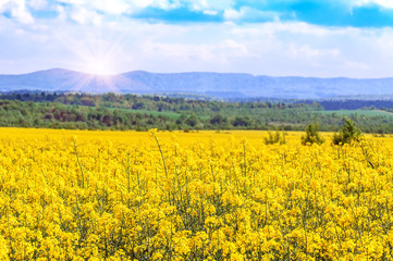 Fototapeta premium blooming rape field