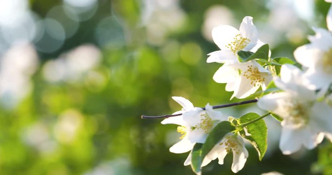 beautiful jasmine white flowers in summer day folcus pull