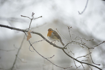 robin on a tiny branch