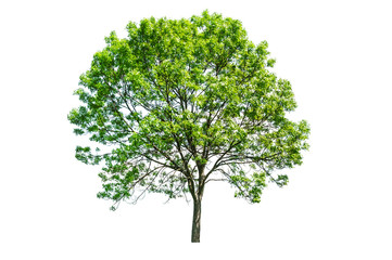 Fototapeta na wymiar isolated green tree