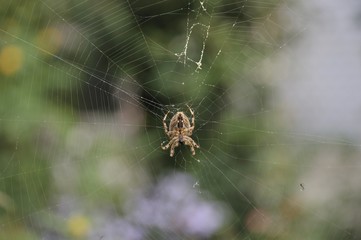 spider in the net