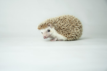 Hedgehog (erinaceus albiventris) isolated on white background.