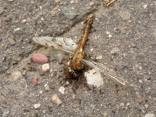the dead dragonfly