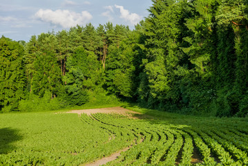 Agrarlandschaft