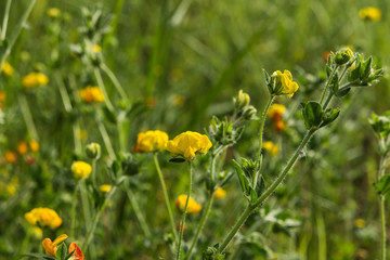 Yellow flowers blossoming in spring time
