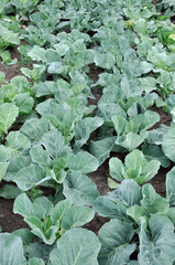 Naklejka premium Several rows of young cabbage