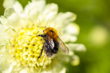 Bumblebee on the white Flower - insect. Nature background