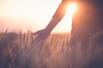 Woman in a wheat field in the sun