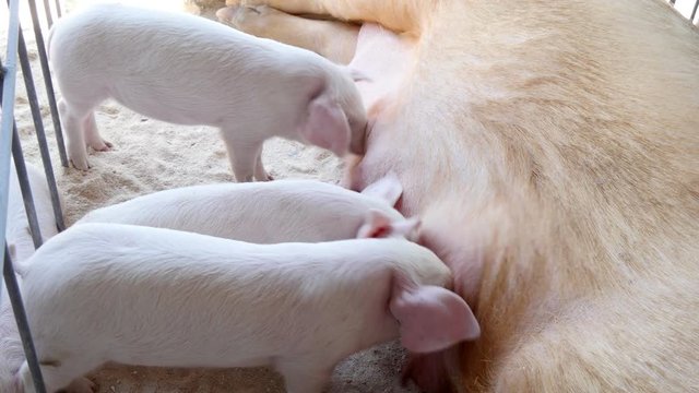 Mama pig feeding piglets