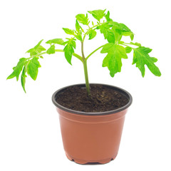 Seedlings of tomato
