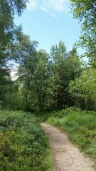 Fototapeta premium Waldweg im Sommer - Naturweg