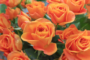 orange roses