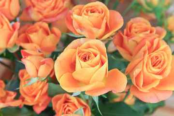 orange roses