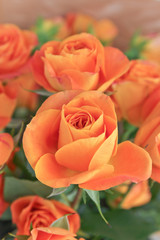 orange roses