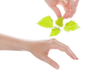 Stinging nettle arthritis medicine.