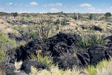 Sotol with flower stalks, growing in gaps in a lava ridge.  Vall