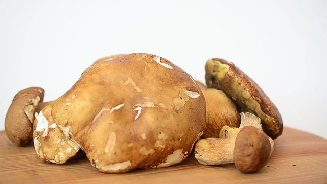 Boletus edulis. Mushrooms.