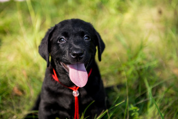 Labrador retriever puppy in the yard