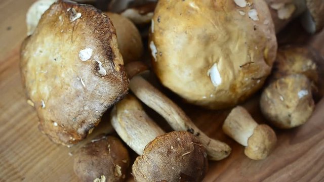 Boletus edulis. Mushrooms.