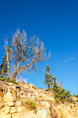View of rugged looking trees in a harsh environment in the Beartooth Mountains near Red Lodge, Montana