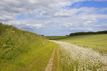 Fototapeta premium bridleway and wildflowers