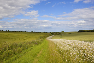 scenic footpath with wildflowers