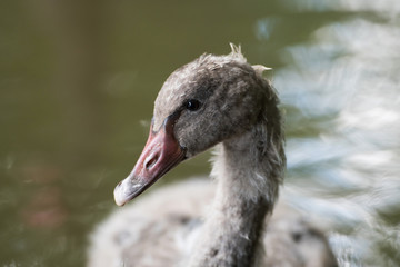 Junger Trauerschwan