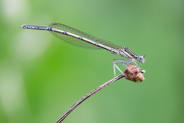 Platycnemis pennipes male