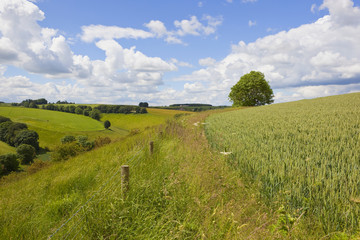 hillside wheat field