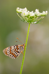  Melitaea Didyma