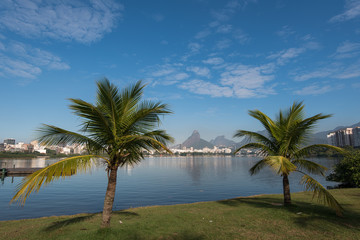 Fototapeta na wymiar Palm Trees at the Rodrigo de Freitas Lagoon in Rio de Janeiro