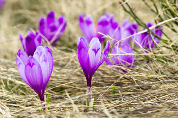 Spring crocus flowers on green natural background. Selective foc
