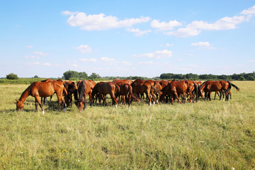 Mares and foals graze on green grass rural scene 