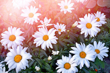 Obraz premium Wildflowers daisies. Summer landscape. white chamomile flowers