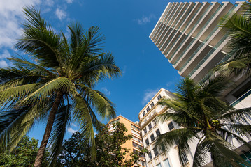 Fototapeta na wymiar Tall Hotel Building and Palm Trees