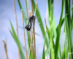 Dragonflies mating on reeds by the pond.