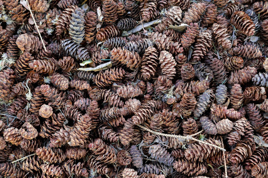 Pine Cones on the Ground