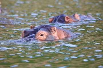 Fototapeta premium Hippopotamus (Hippopotamus amphibius) in Queen Elizabeth National Park, Uganda