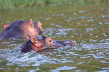 Hippopotamus (Hippopotamus amphibius) in Queen Elizabeth National Park, Uganda

