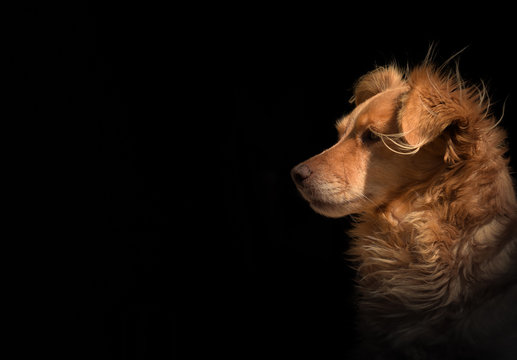 Um c&atilde;o / olhar fixo
