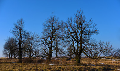 Trees on field in mountains