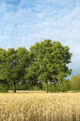 Obraz premium Schäfchenwolken über sommerlichem Getreidefeld, Cirrocumulus, alte Eichen, Quercus, Laubbäume, Sommerwetter, Wolkenhimmel