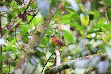 Archer's Ground Robin (Cossypha archeri) in Nyungwe National Park,Rwanda