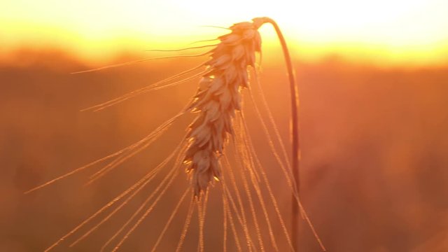 large ripe ear of wheat at sunset